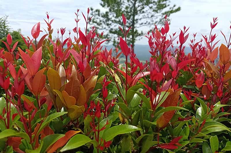How to Plant and Grow Red Tip Photinia