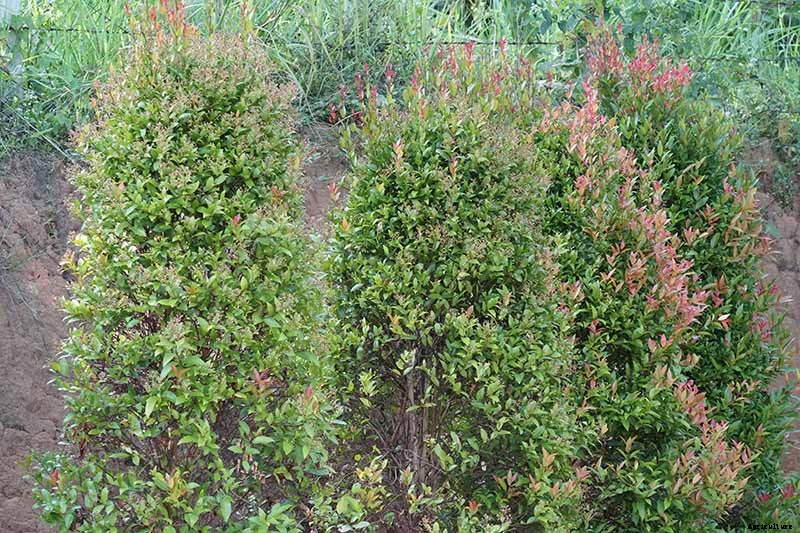How to Plant and Grow Red Tip Photinia