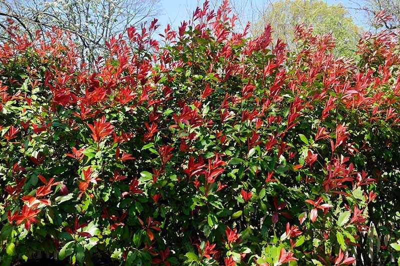 How to Plant and Grow Red Tip Photinia