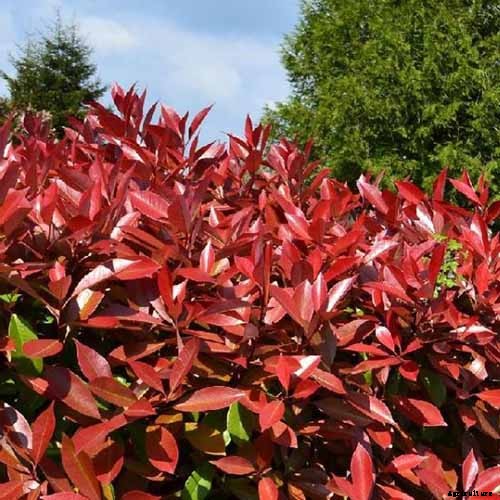 How to Plant and Grow Red Tip Photinia