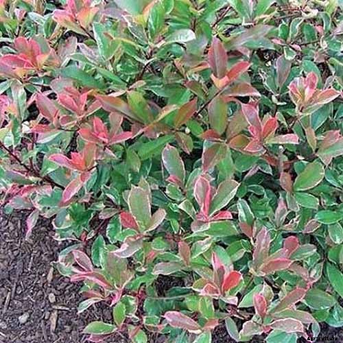 How to Plant and Grow Red Tip Photinia