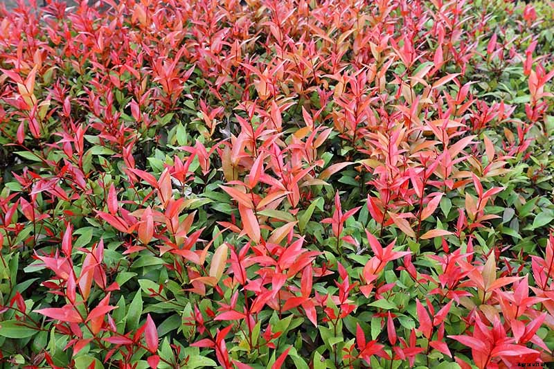 How to Plant and Grow Red Tip Photinia