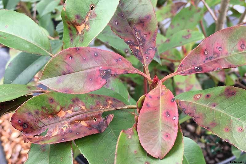 How to Plant and Grow Red Tip Photinia
