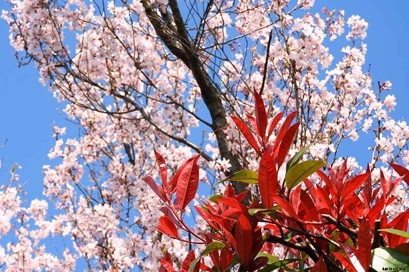 How to Plant and Grow Red Tip Photinia