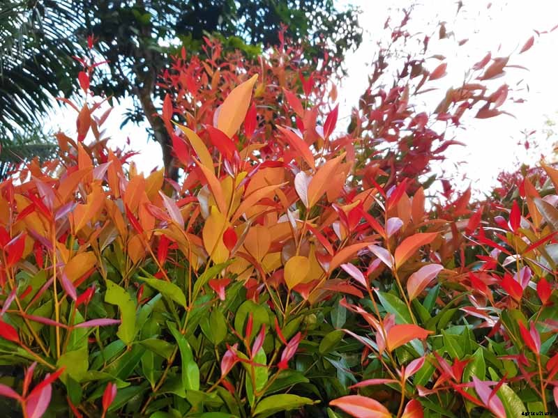 How to Plant and Grow Red Tip Photinia