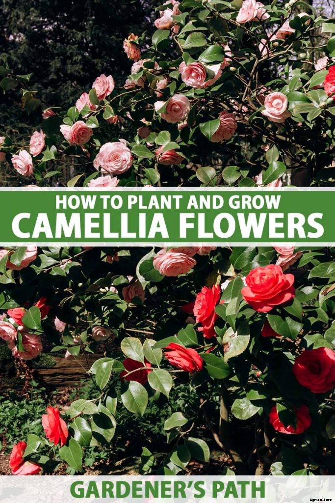 How to Grow and Care for Camellia Flowers