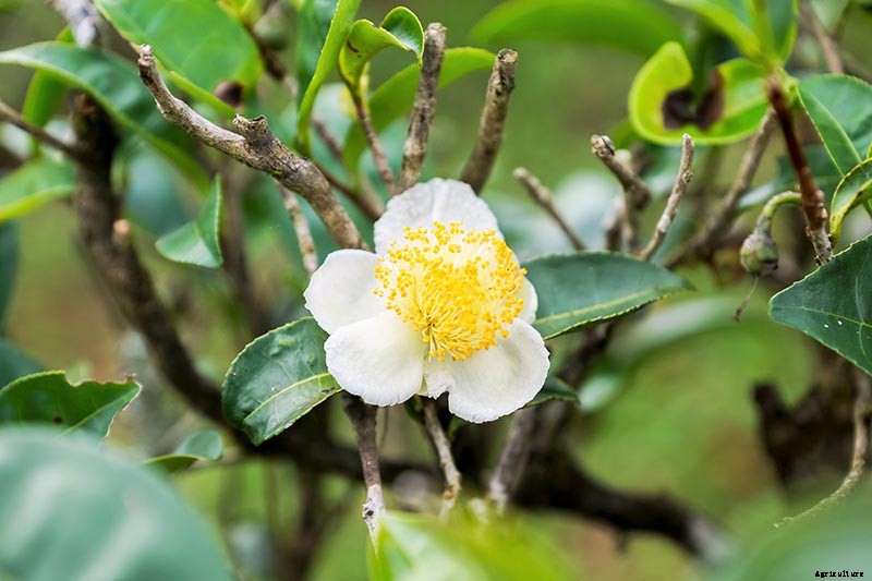 How to Grow and Care for Camellia Flowers