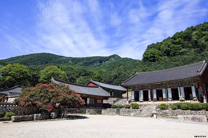 How to Grow and Care for Camellia Flowers