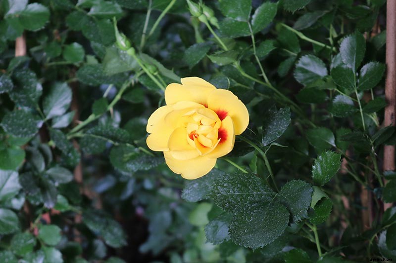 How to Grow and Care for Camellia Flowers