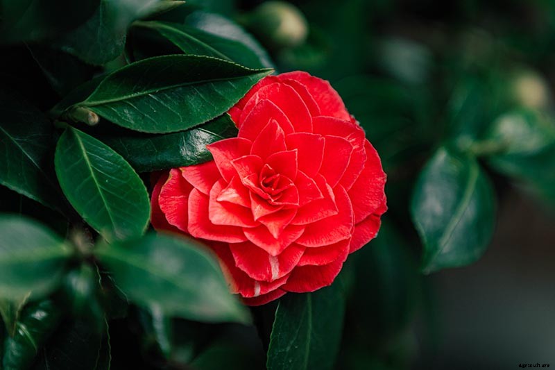 How to Grow and Care for Camellia Flowers
