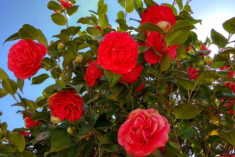 How to Grow and Care for Camellia Flowers