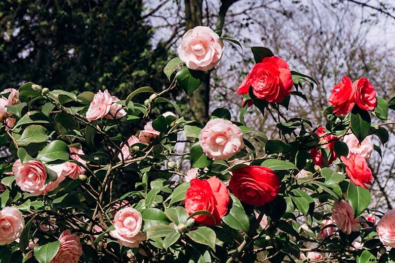 How to Grow and Care for Camellia Flowers