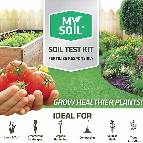 How to Grow and Care for Camellia Flowers