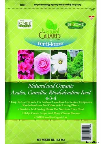 How to Grow and Care for Camellia Flowers