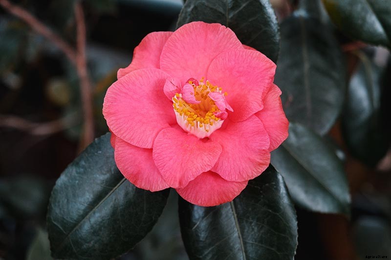 How to Grow and Care for Camellia Flowers