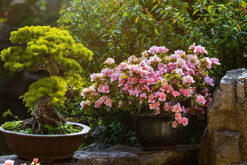 How to Grow and Care for Camellia Flowers