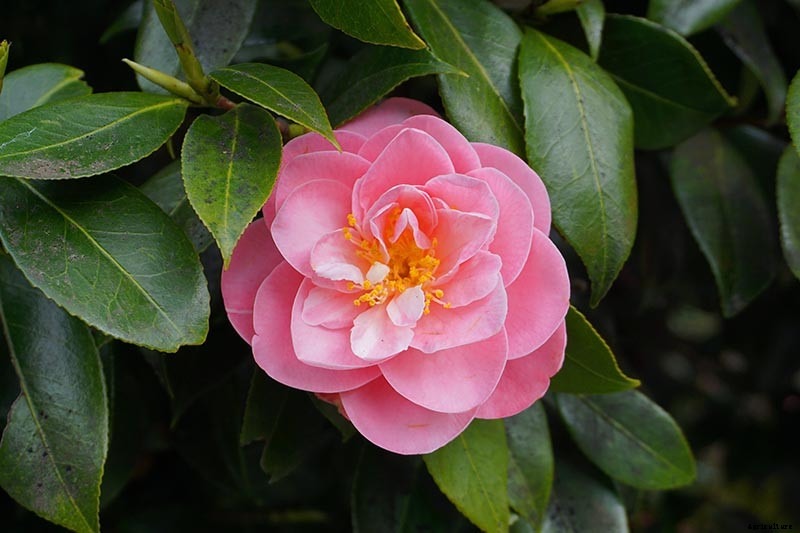 How to Grow and Care for Camellia Flowers