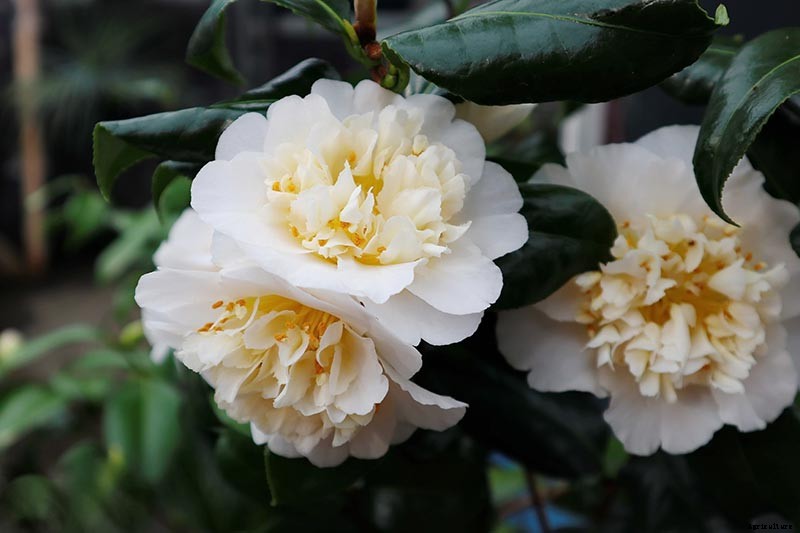 How to Grow and Care for Camellia Flowers