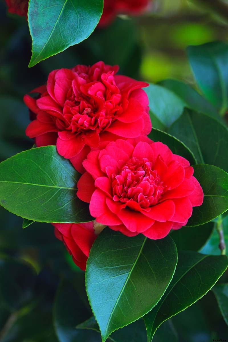 How to Grow and Care for Camellia Flowers
