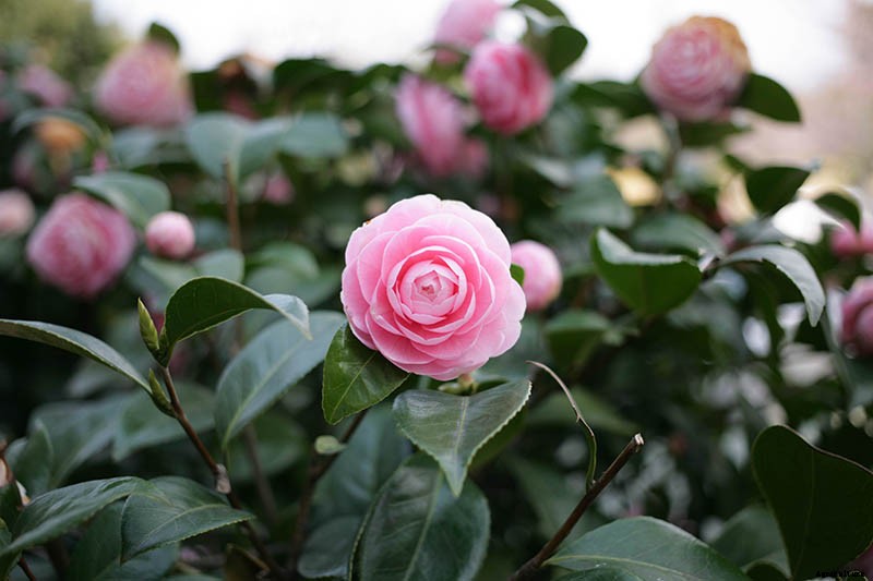 How to Grow and Care for Camellia Flowers