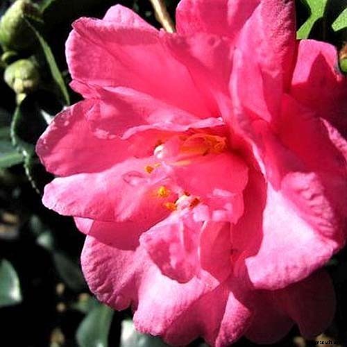 How to Grow and Care for Camellia Flowers