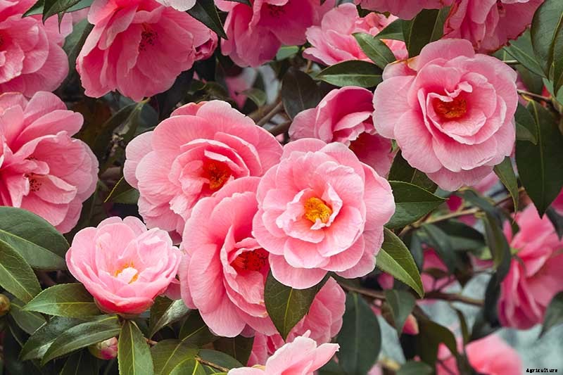How to Grow and Care for Camellia Flowers
