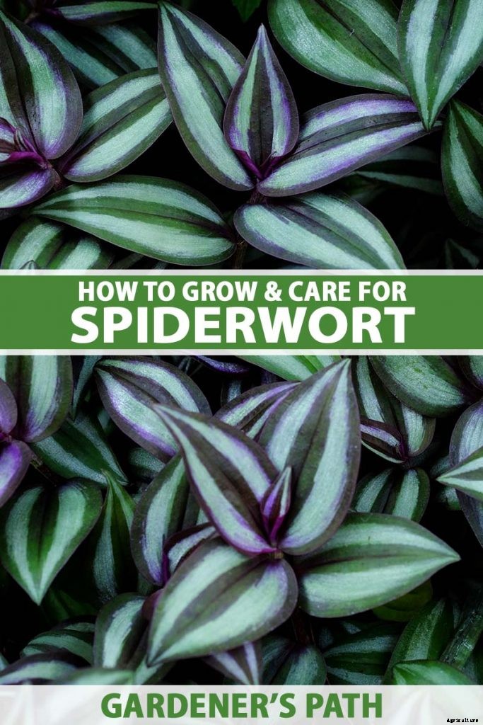 How to Grow and Care for Spiderwort