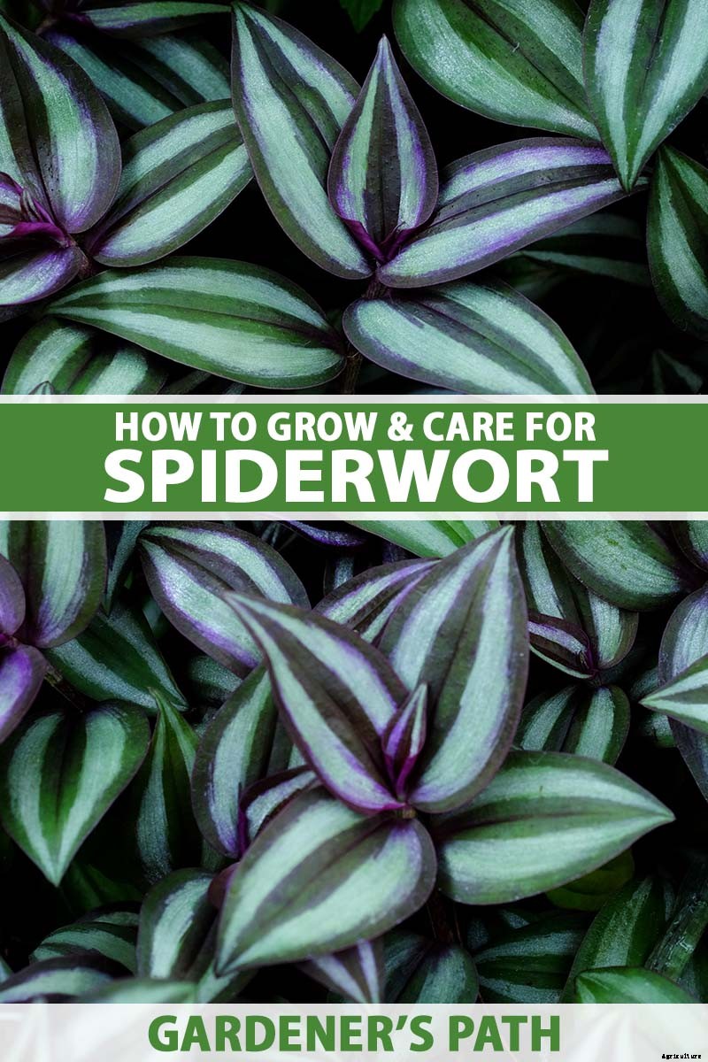 How to Grow and Care for Spiderwort