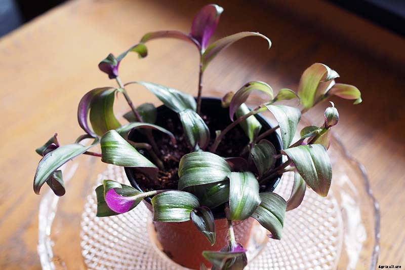 How to Grow and Care for Spiderwort