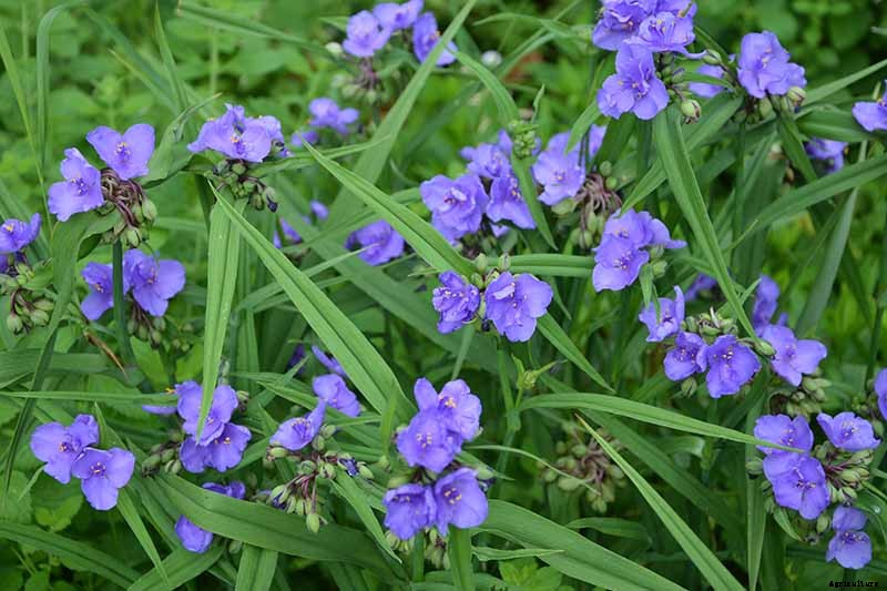 How to Grow and Care for Spiderwort