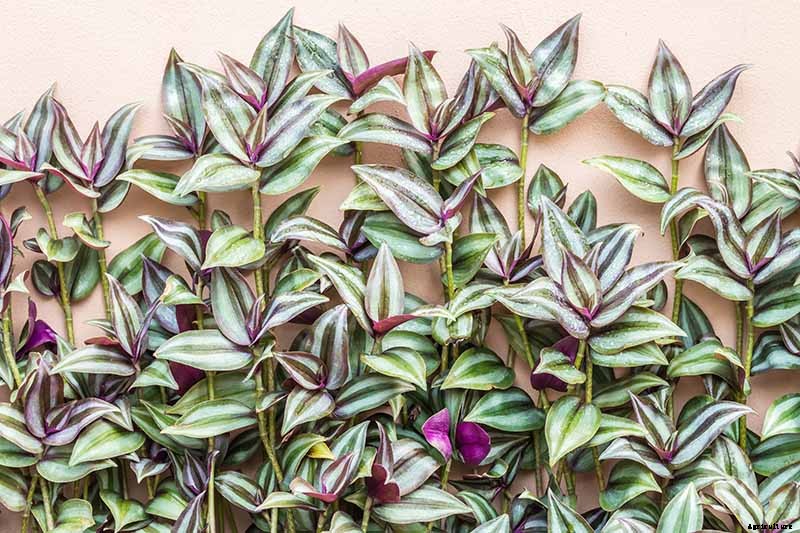 How to Grow and Care for Spiderwort