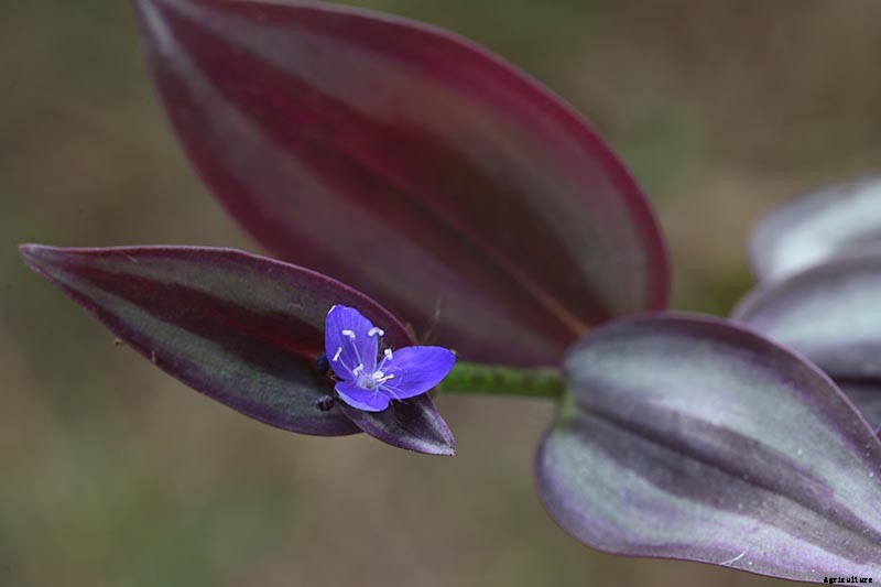 How to Grow and Care for Spiderwort