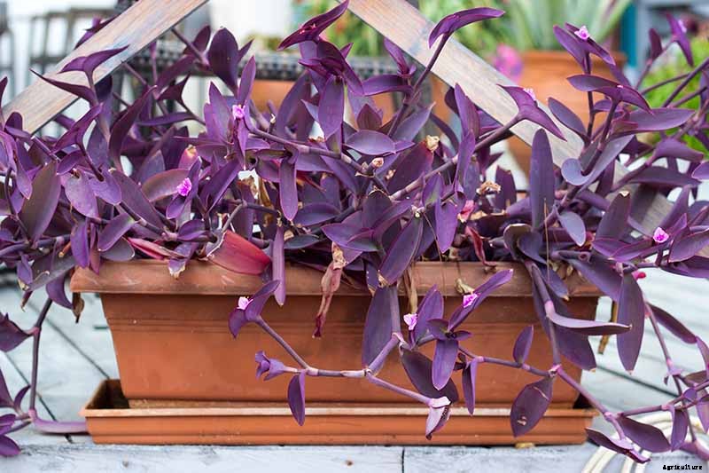 How to Grow and Care for Spiderwort