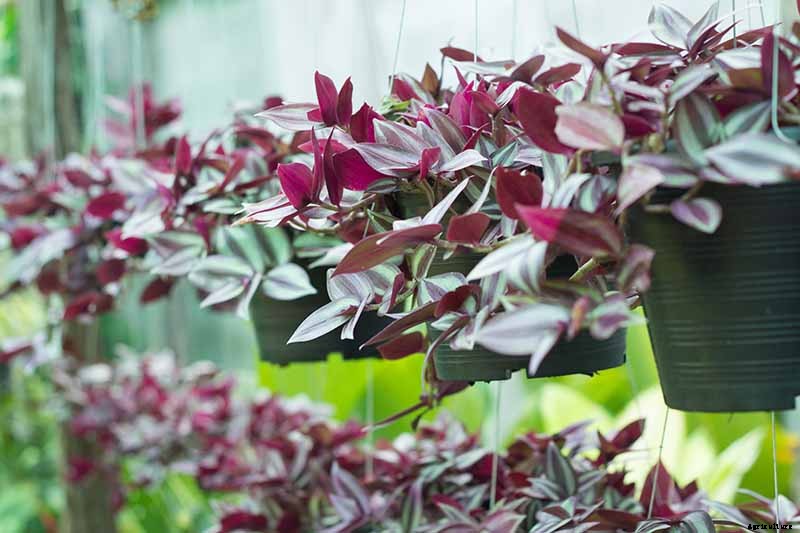 How to Grow and Care for Spiderwort