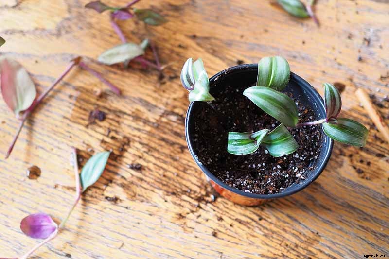 How to Grow and Care for Spiderwort