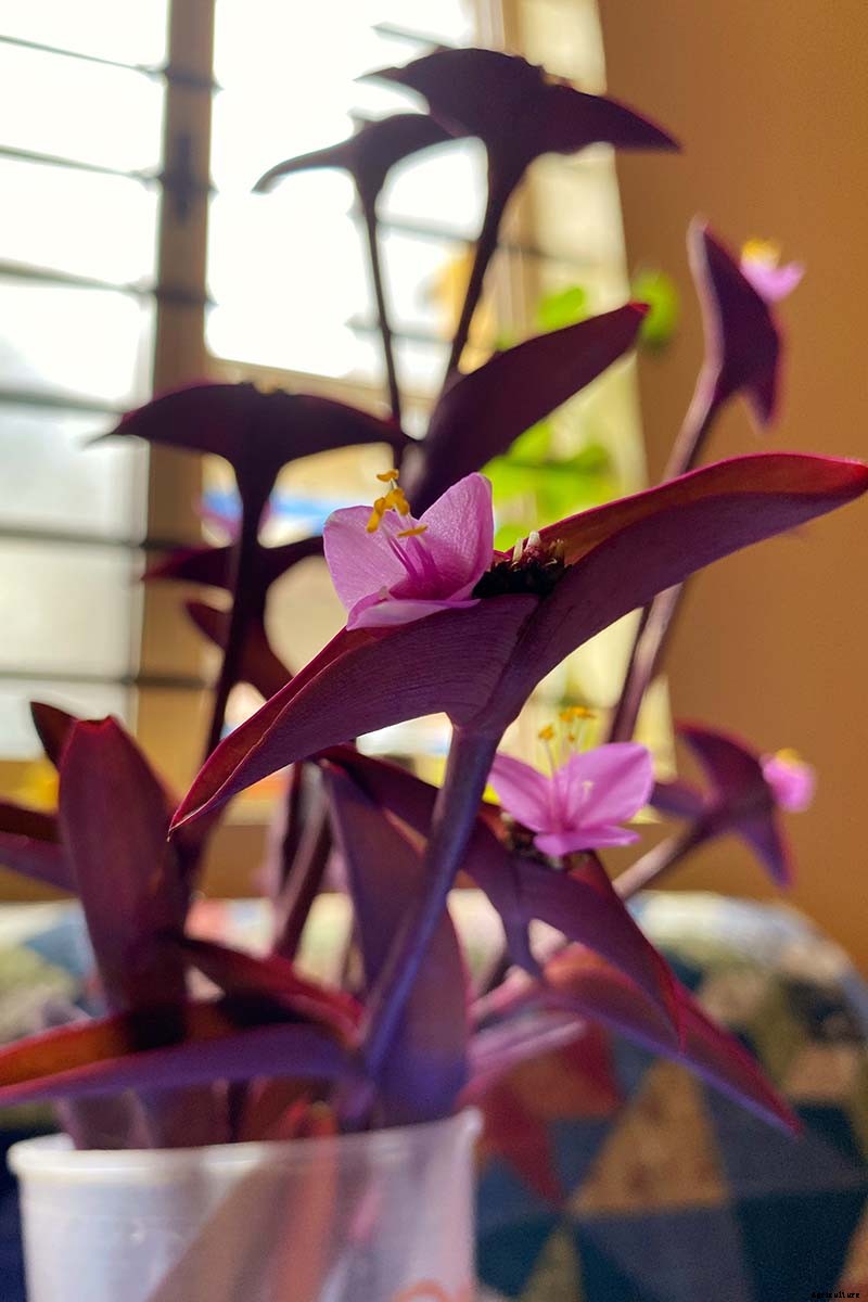 How to Grow and Care for Spiderwort