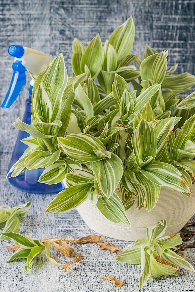 How to Grow and Care for Spiderwort