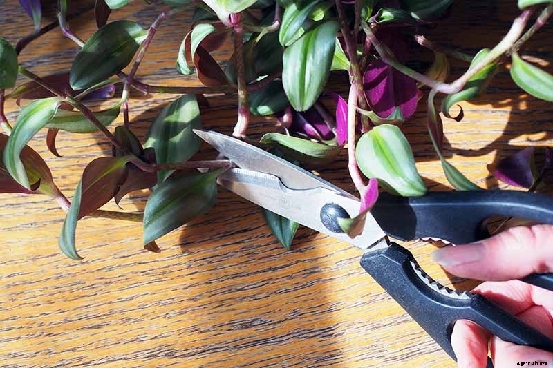 How to Grow and Care for Spiderwort