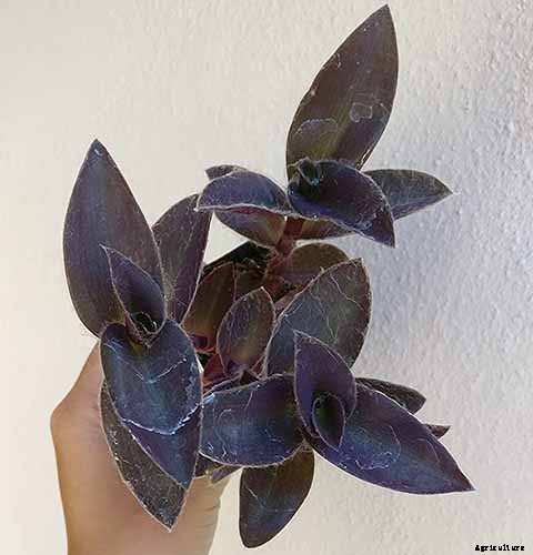 How to Grow and Care for Spiderwort