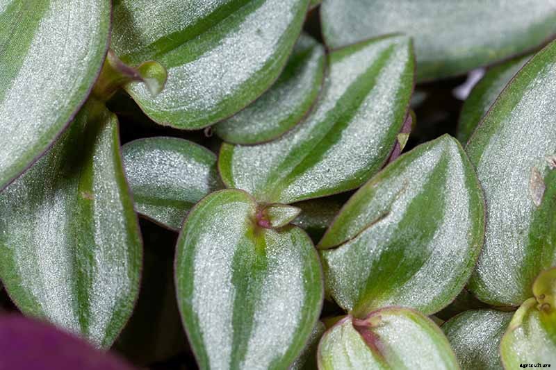 How to Grow and Care for Spiderwort