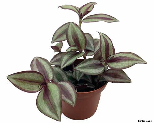 How to Grow and Care for Spiderwort