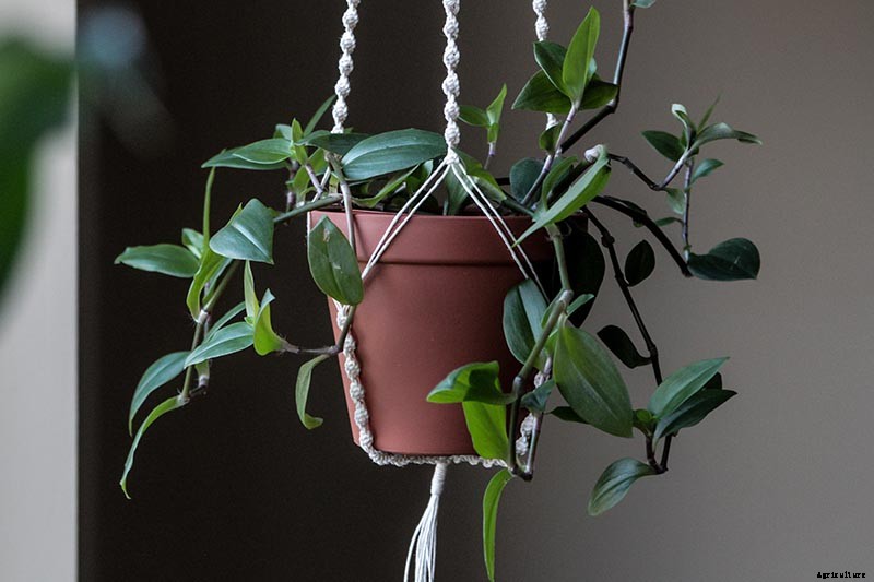 How to Grow and Care for Spiderwort