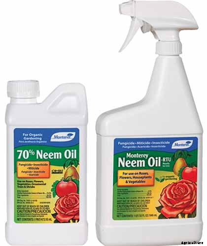 How to Grow and Care for Spiderwort