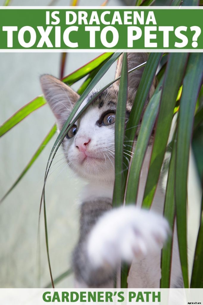Is Dracaena Toxic to Cats or Dogs?