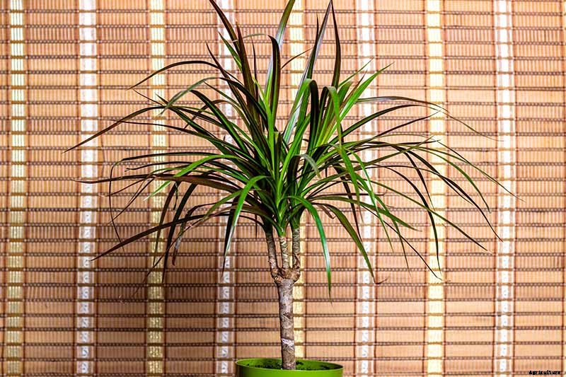 Is Dracaena Toxic to Cats or Dogs?