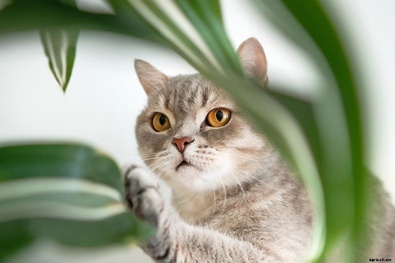 Is Dracaena Toxic to Cats or Dogs?