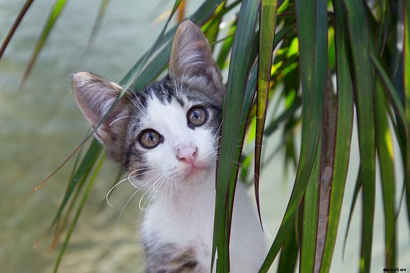 Is Dracaena Toxic to Cats or Dogs?