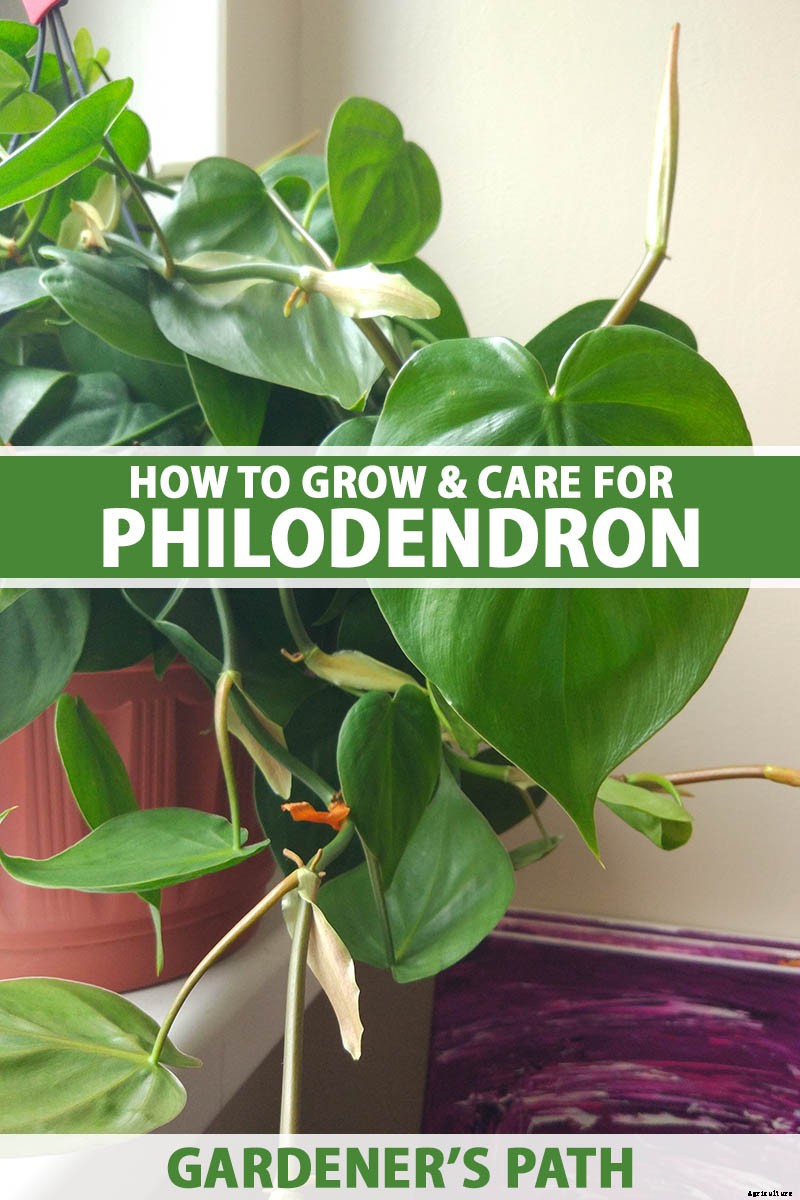 How to Grow and Care for Philodendron