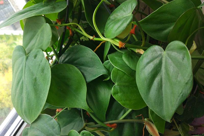 How to Grow and Care for Philodendron