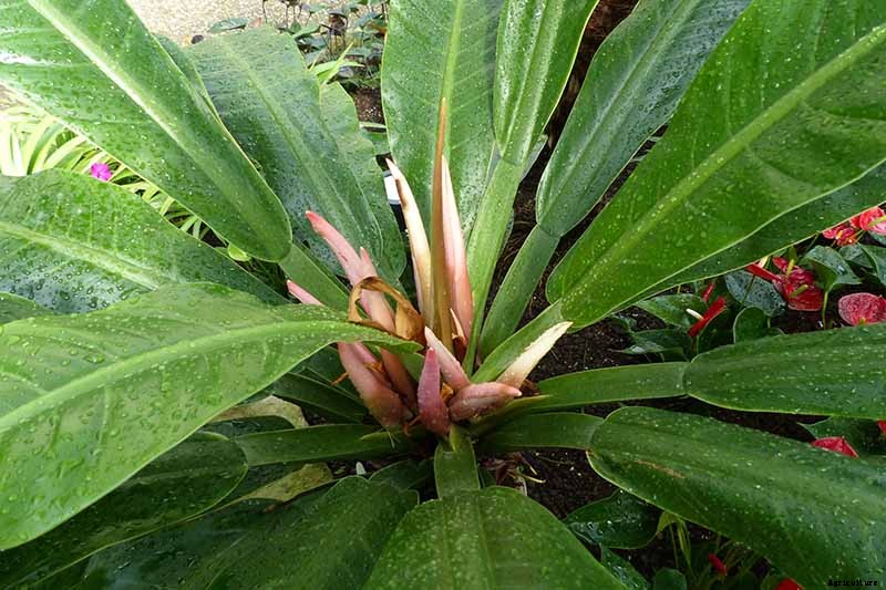 How to Grow and Care for Philodendron